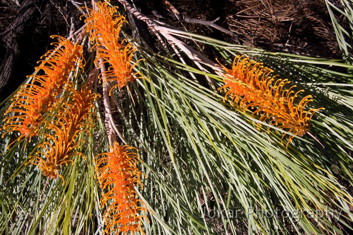 Jatbula Trail_20070825_203.jpg